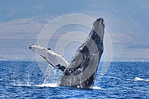 Massive humpback whale breaching with fin extended on Maui.