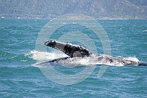 Massive humpback whale showing its fin