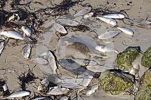 Fish Kill Pollution photo