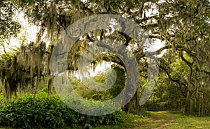 Massive Live Oak Tree