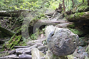 Massive logs in the woods