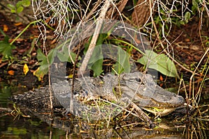 Massive Male Alligator in Everglades, Florida