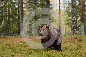 Massive male bear in forest