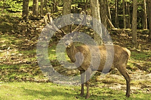 A massive Male Elk with horns