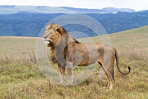 Massive male lion