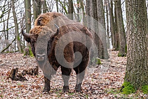 Massive male, a strong wild animal. European Bison Or Bison Bonasus