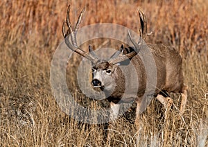 A Massive Mule Deer Buck in a Field During Autumn