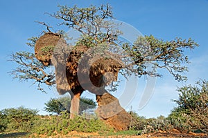 Massive nest of sociable weavers