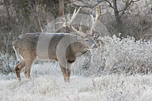 Massive non-typical racked whitetail buck with first on back photo