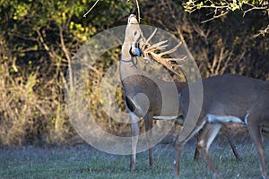 Massive non typical whitetail buck making rub on tree branch during the rut