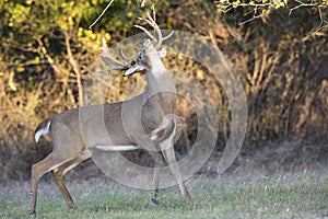 Massive non typical whitetail buck making rub on tree branch during the rut while lip curling