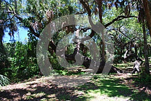 Massive Oak tree in a nature preserve in Sarasota Florida