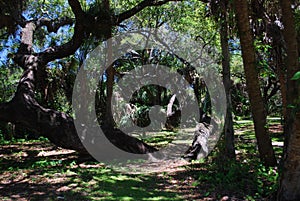 Massive Oak tree in a nature preserve in Sarasota Florida