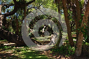 Massive Oak tree in a nature preserve in Sarasota Florida