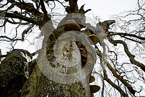 Massive old european beech (fagus sylvatica)