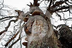 Massive old european beech - Fagus sylvatica