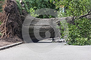 Massive old tree lays fallen in park after severe storm