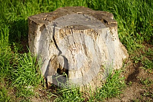 Massive old tree stump among green grass on a spring day