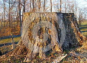 Massive old weathered stump