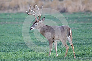 Massive racked whitetail buck