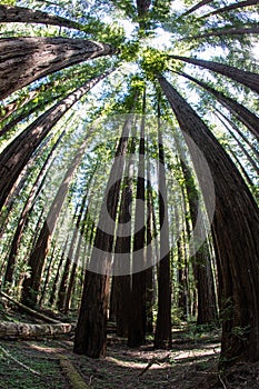 Massive Redwood Trees in Northern California