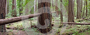 Massive Redwood Trees in Northern California