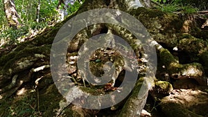 Massive roots of an old mossy tree in jungle forest scene