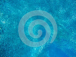 Massive sardine carousel in open sea water. Small fish school underwater photo. Pelagic fish school swimming in seawater