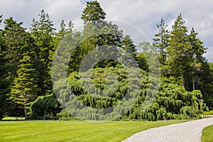 Massive Sargent`s Weeping Hemlock