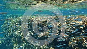 Massive school of little fish swims under surface of blue water near coral reef. Underwater life in the ocean.