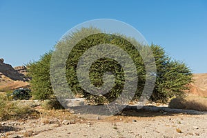 Massive Spiraled Acacia Oasis in the Makhtesh Ramon Crater in Israel