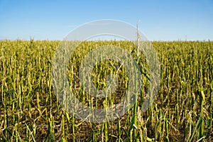 Massive storm damages in a cornfield