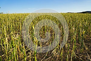 Massive storm damages in a cornfield