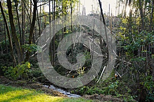 Massive storm damages in a forest with a swathe of destruction