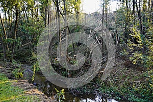 Massive storm damages in a forest with a swathe of destruction