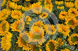 Massive sunflowers in flower market, on sale