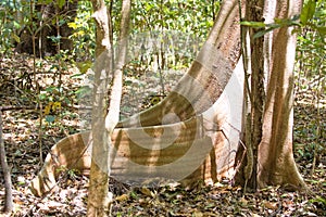 Massive tabular primary rainforest tree roots, Tangkoko National Park, Sulawesi, Indonesia