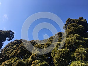 Massive tall pine trees and blue sky