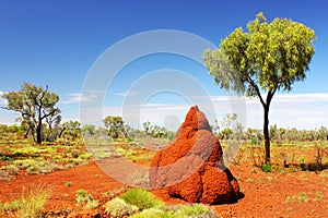 Massive Termite Mound in Australian Outback, Western Australia