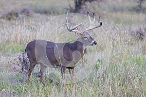 Massive thick and heavy rack on whitetail buck