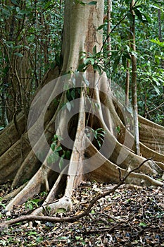 Massive tree is buttressed by roots Tangkoko Park
