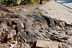 Massive Tree Root Pushes Through Solid Brick Sidewalk