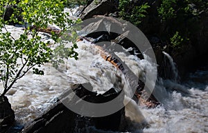 Massive tree trunk blocks the Potomac River - 2