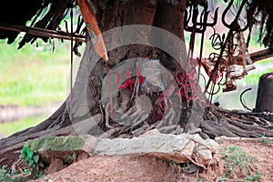 Massive tree trunk within the park