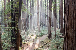 Massive Trees in California, Old-Growth Redwood Forest