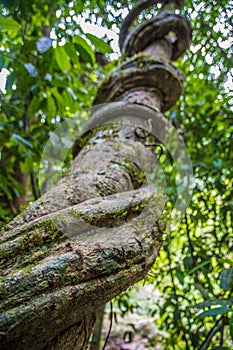 Massive tropical liana looping around a tree in jungle in Thailand