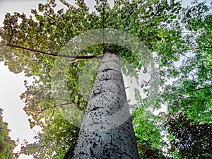 Massive trunk crowded with small thorns of a Kapok Tree