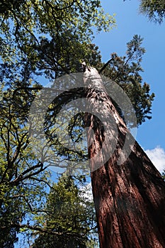 Massive trunk of Giant sequoia, also called Giant redwood or Sierra redwood, latin name Sequoiadendron giganteum. photo