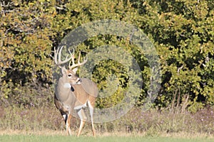 Massive Typical Whitetail Buck