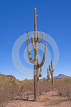 Massive and Unusual Saguaro Cactus in the Desert